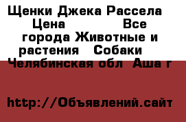 Щенки Джека Рассела › Цена ­ 10 000 - Все города Животные и растения » Собаки   . Челябинская обл.,Аша г.